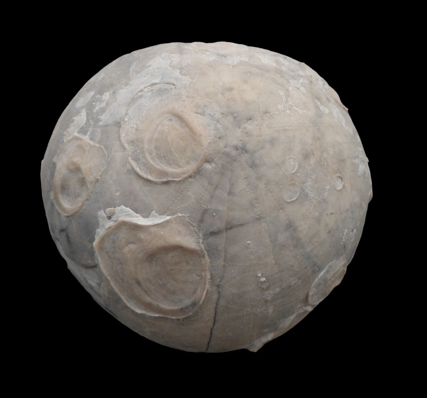 Holaster subglobosus