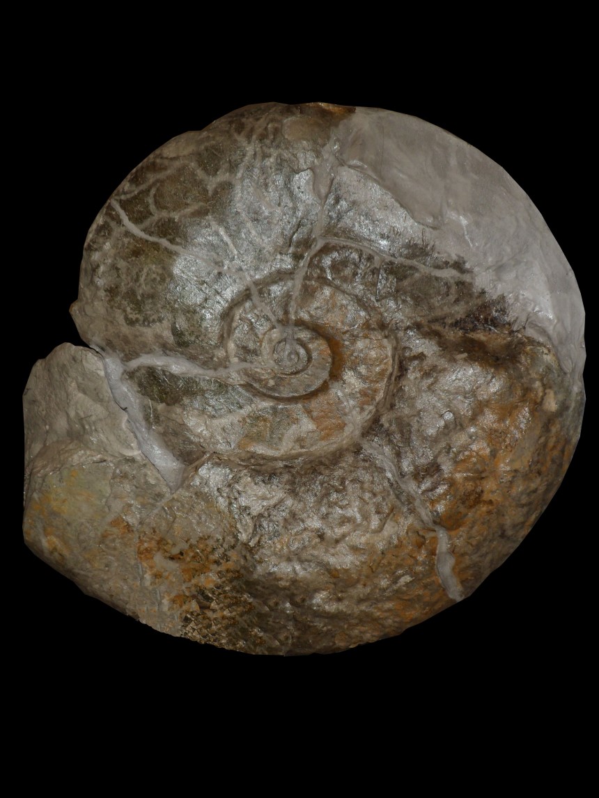 Parapuzosia (Austiniceras) austeni