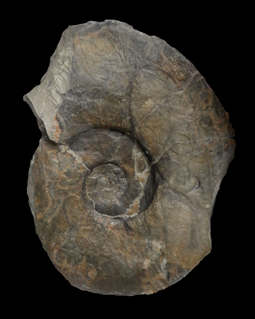 Parapuzosia (Austiniceras) austeni
