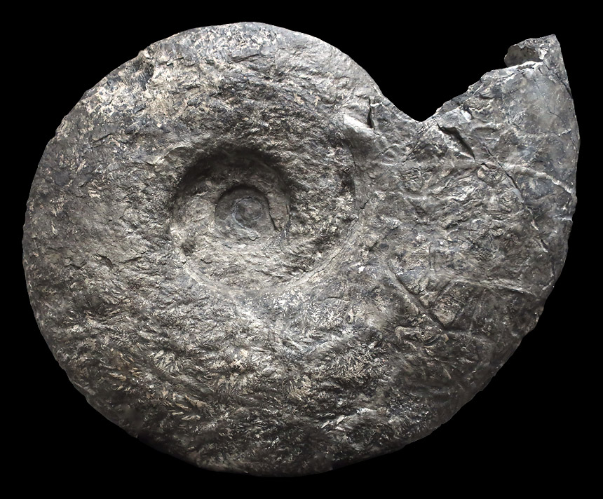 Parapuzosia (Austiniceras) austeni