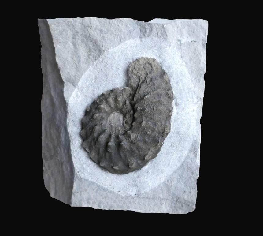 Schloenbachia varians