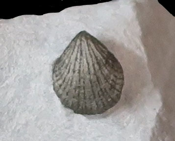 Terebratulina sp.
