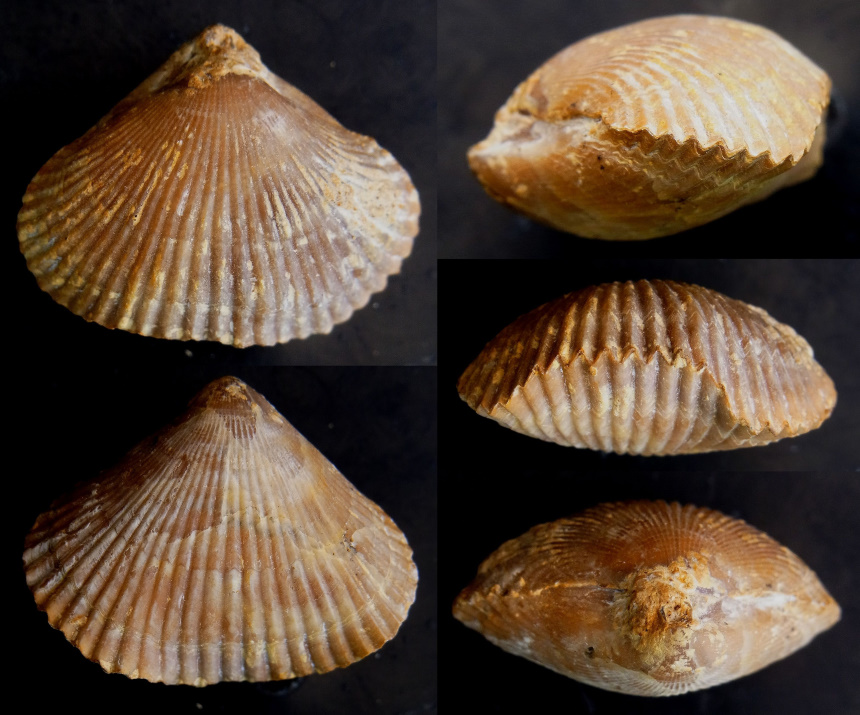 Brachiopode Cyclothyris difformis (VALENCIENNES in LAMARCK 1819)