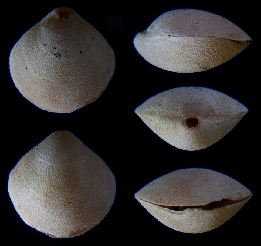 Brachiopode Kingena arenosa (D`ARCHIAC 1846)