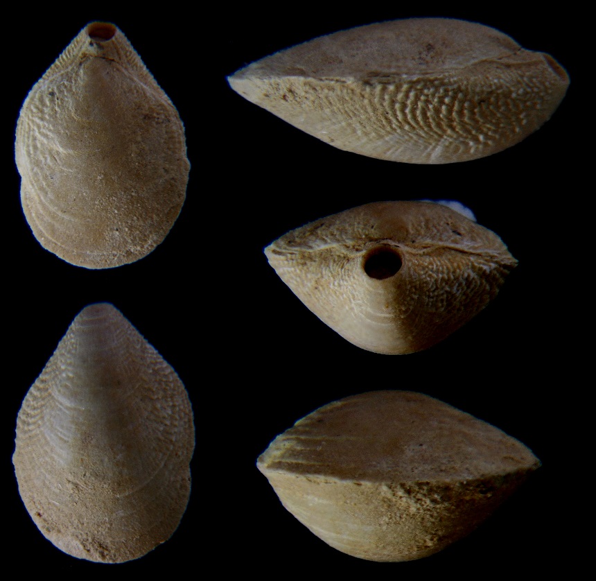 Brachiopode Ovatathyris ovata (SOWERBY 1812)