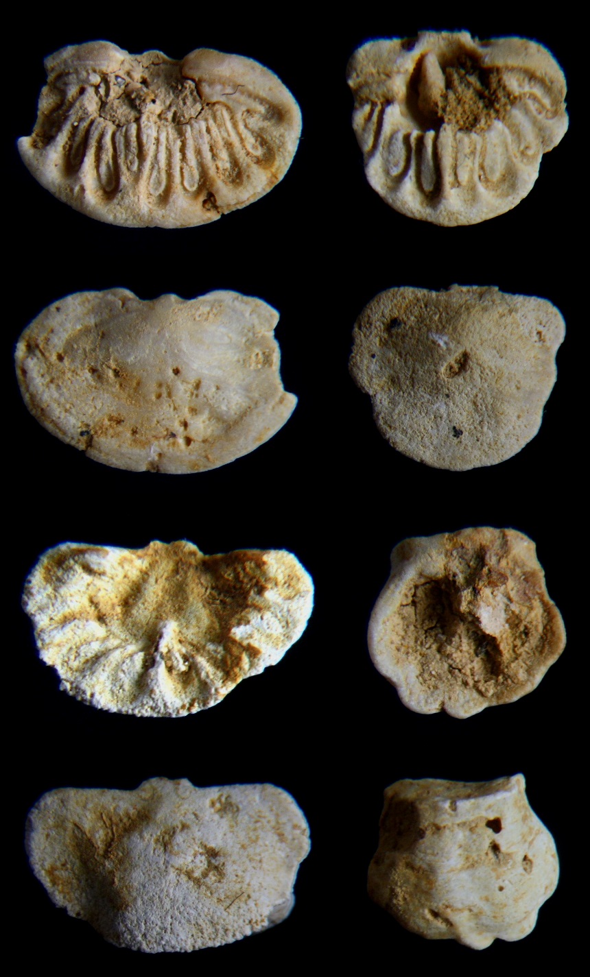 Brachiopode Thecidiopsis essensis (ROEMER 1841)
