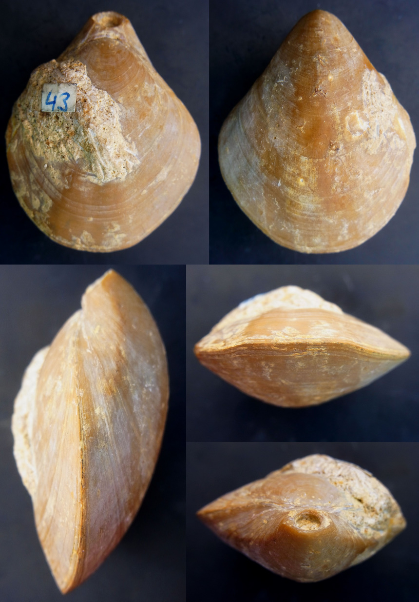 Rectithyris depressa (VALENCIENNES in LAMARCK 1819)