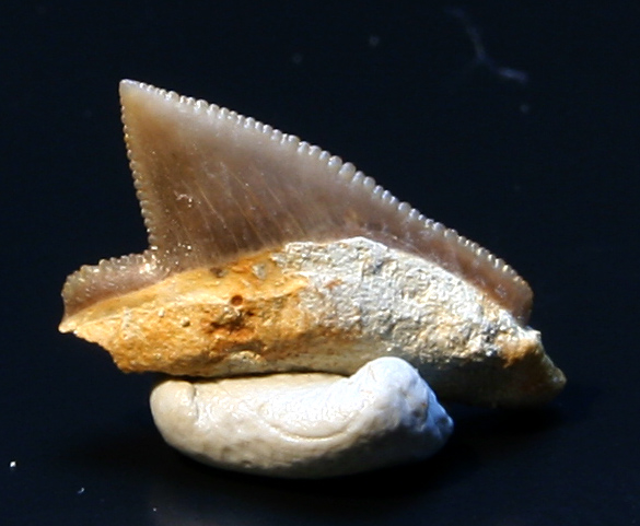 Squalicorax kaupi
