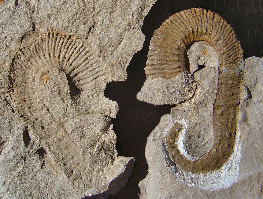 Acrioceras terveri ( ASTIER 1851 )