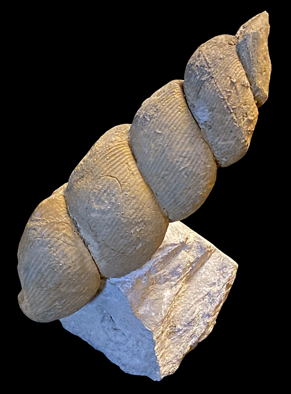 Eubostrychoceras saxonicum