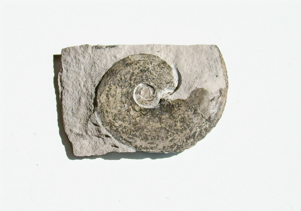 Tetragonites obscurus