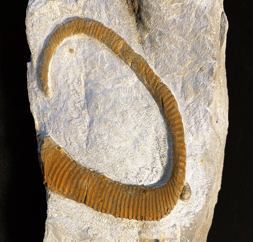 Allocrioceras sp.