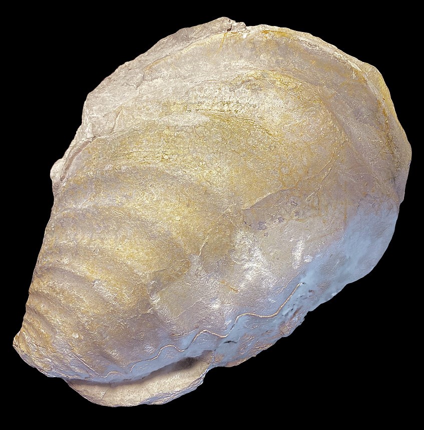 Inoceramus lamarcki