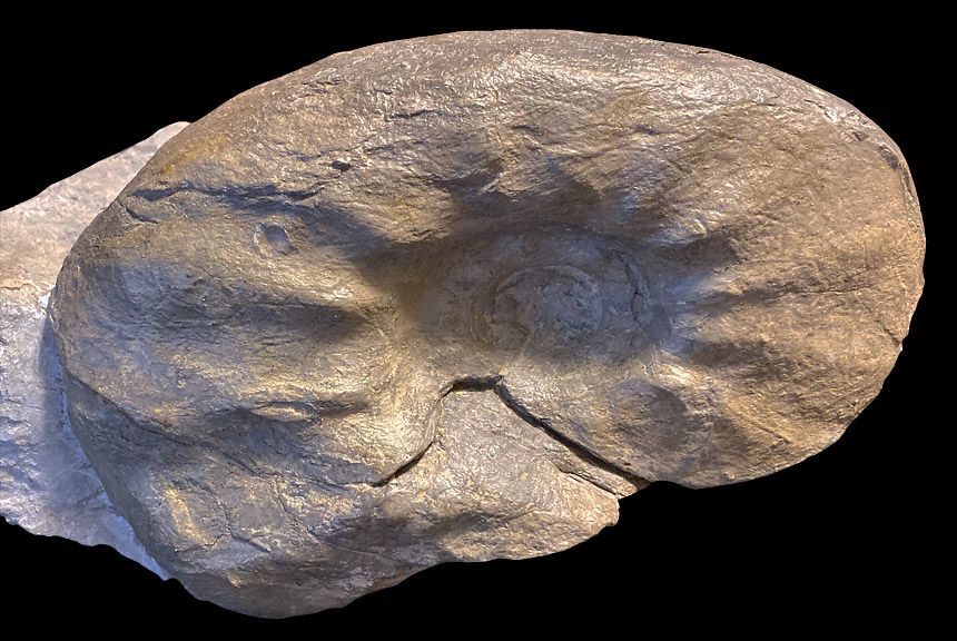 Lewesiceras mantelli