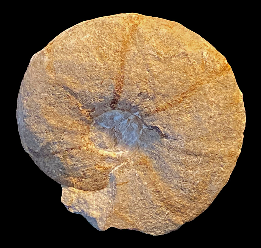 Puzosia sp.