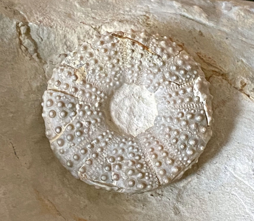 Tetragamma variolare