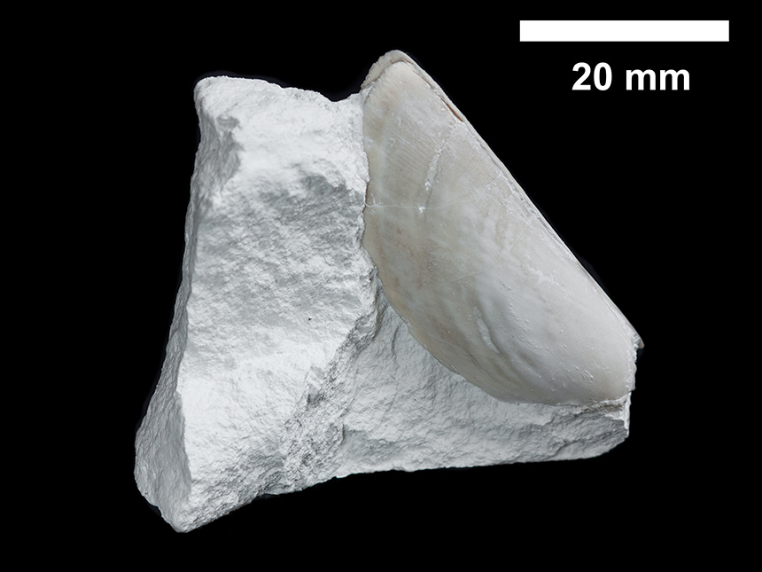 Aptychus - Baculites sp.