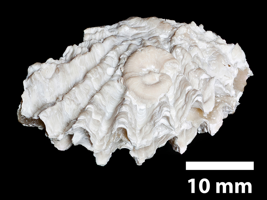 Bivalvia - Hyotissa semiplana (SOWERBY, 1825)
