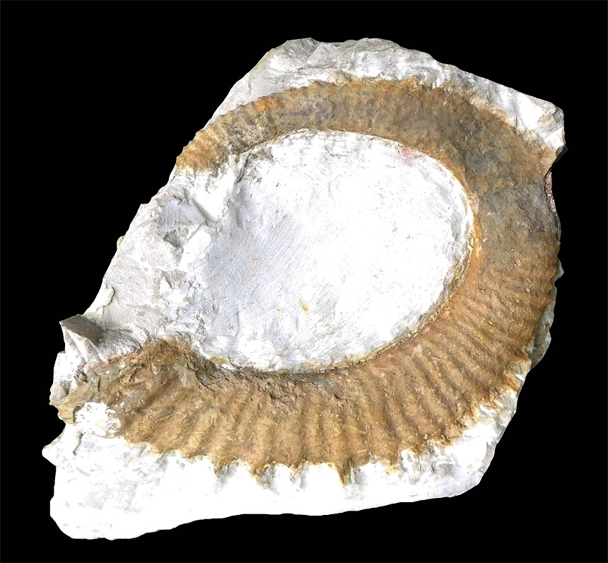 Allocrioceras sp.