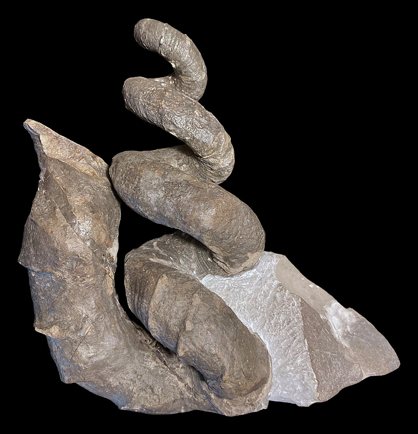 Hyphantoceras reussianum