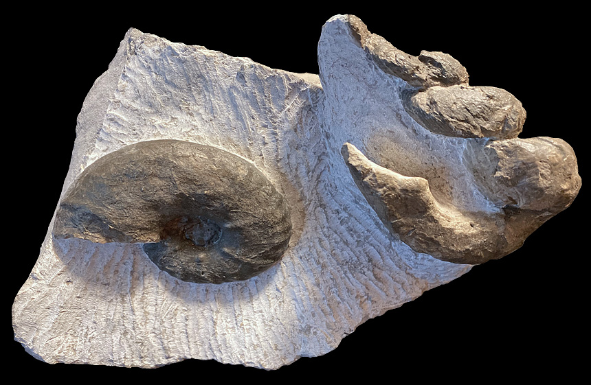 Lewesiceras sp. und Hyphantoceras reussianum