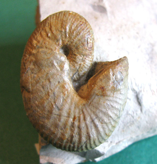 Scaphites geinitzi (m) ORBIGNY