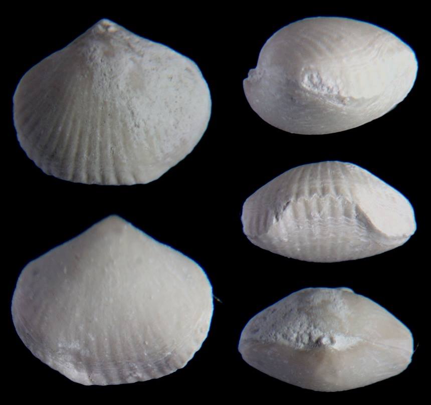 Brachiopode Orbirhynchia cuvieri (D´ORBIGNY 1826)