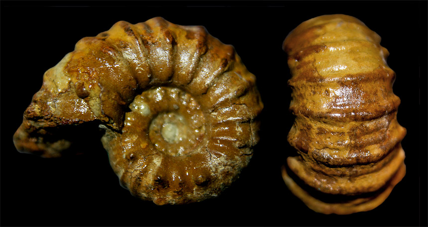 Steinkern.de Die Galerie Kategorie Aptium