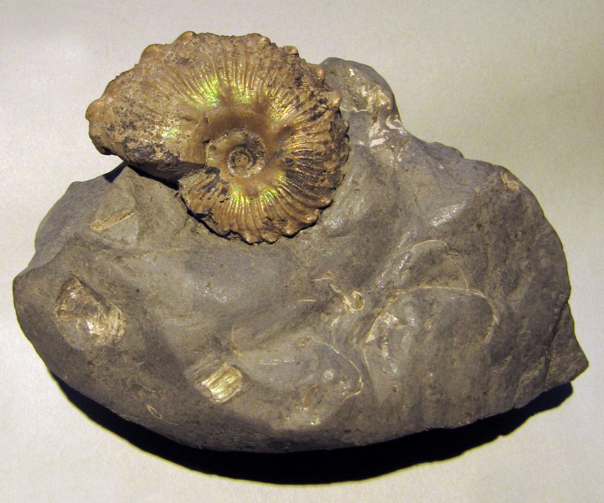 Euhoplites ochetonotus (SEELEY 1865)
