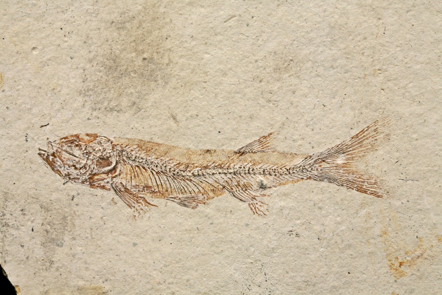 Jinanichthys longicephalus Ma & Sun, 1988