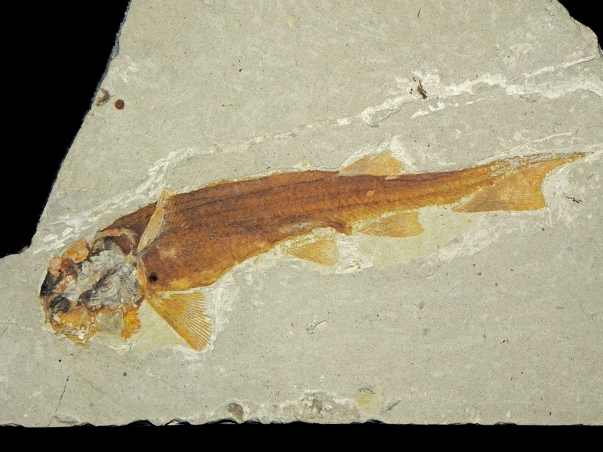 Peipiaosteus pani Liu and Zhou, 1965