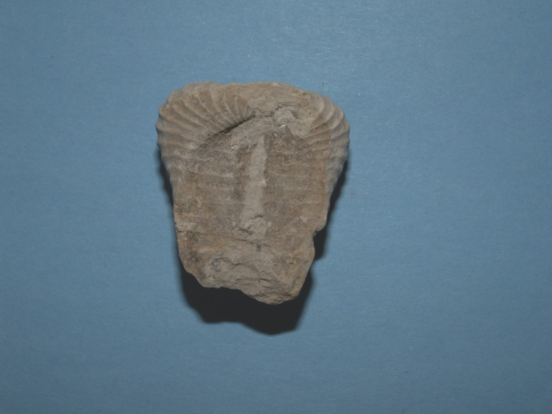 Muschel aus der Ordnung Trigoniida