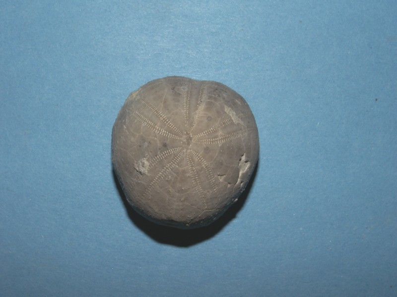 Toxaster sp.