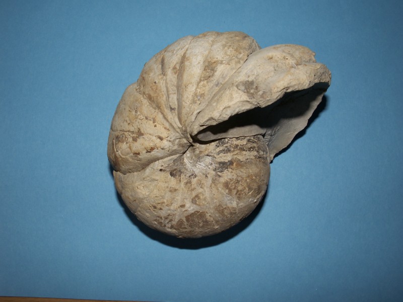 Nautilide