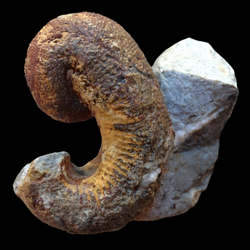 Scaphites gr. hugardianus