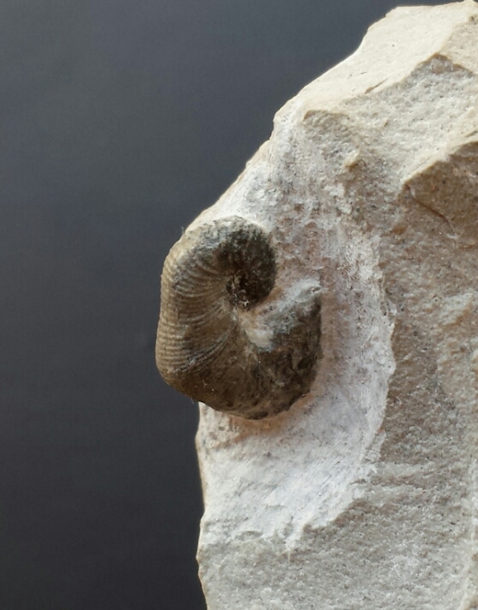 Scaphites simplex