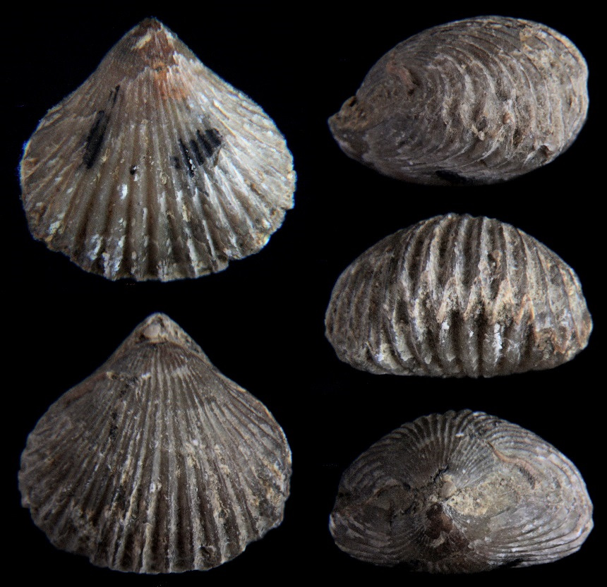 Lamellaerhynchia rostriformis (ROEMER, 1836)