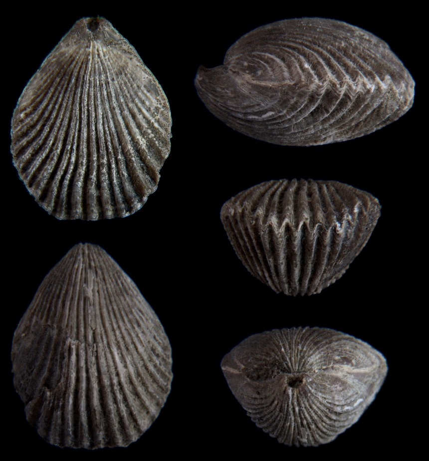 Oblongarcula alemannica OWEN, 1977