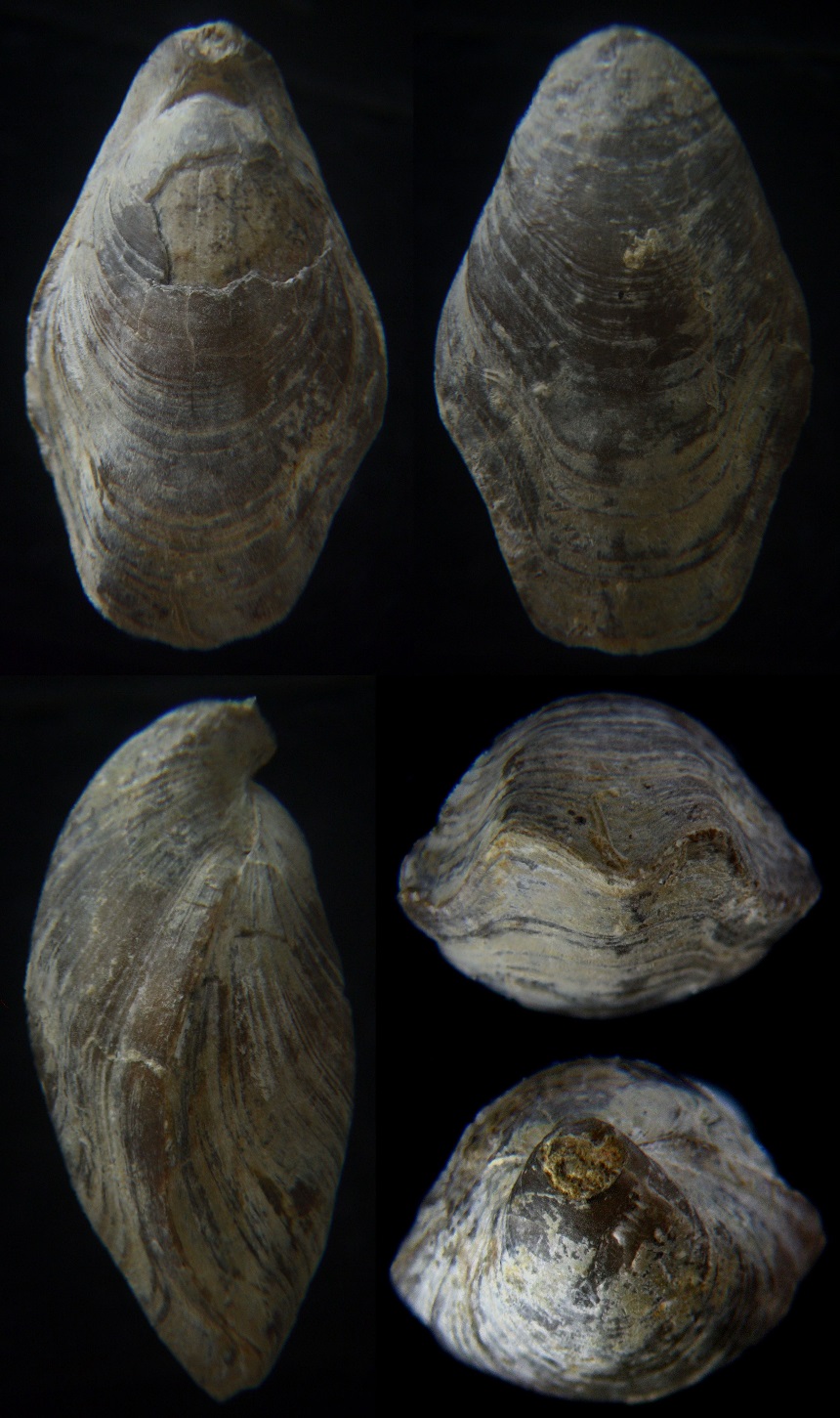 Praelongithyris credneri (WEERTH 1884)