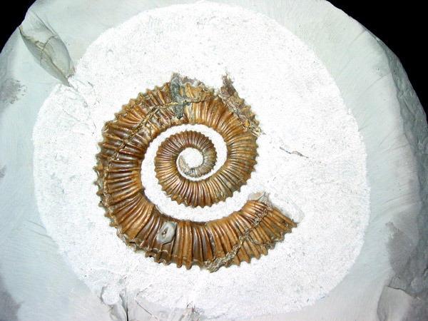 Aegocrioceras spathi