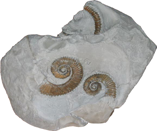 Aegocrioceras spathi