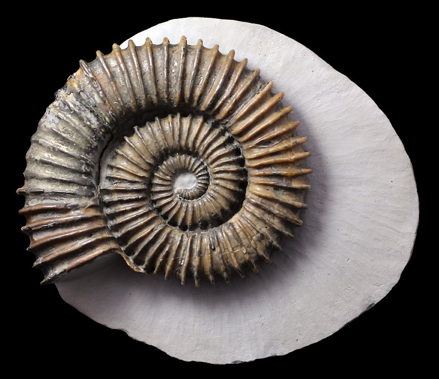 Aegocrioceras bicarinatum