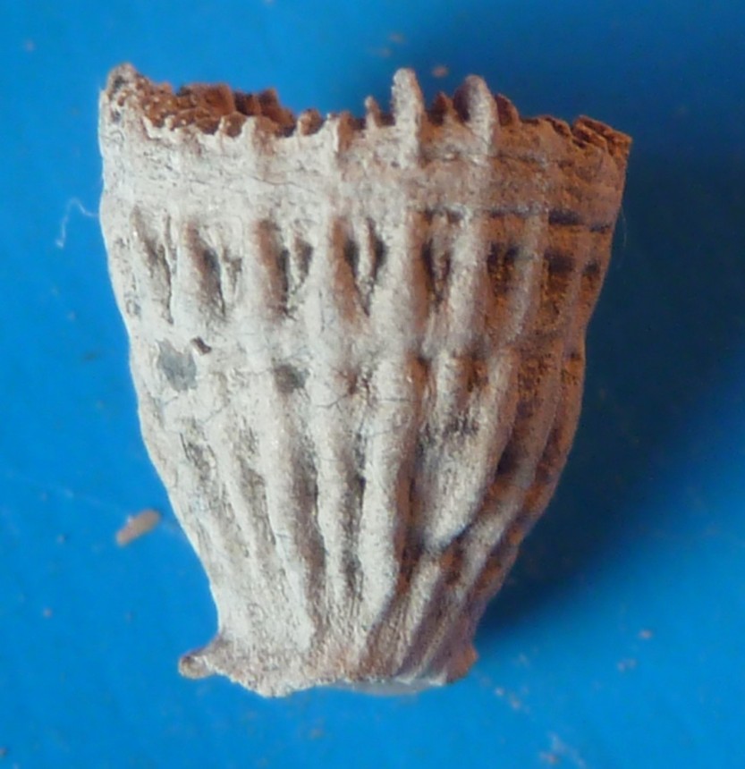 Steinkern.de Die Galerie Kategorie