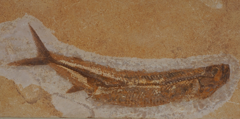 Cladocyclus gardneri Agassiz, 1841