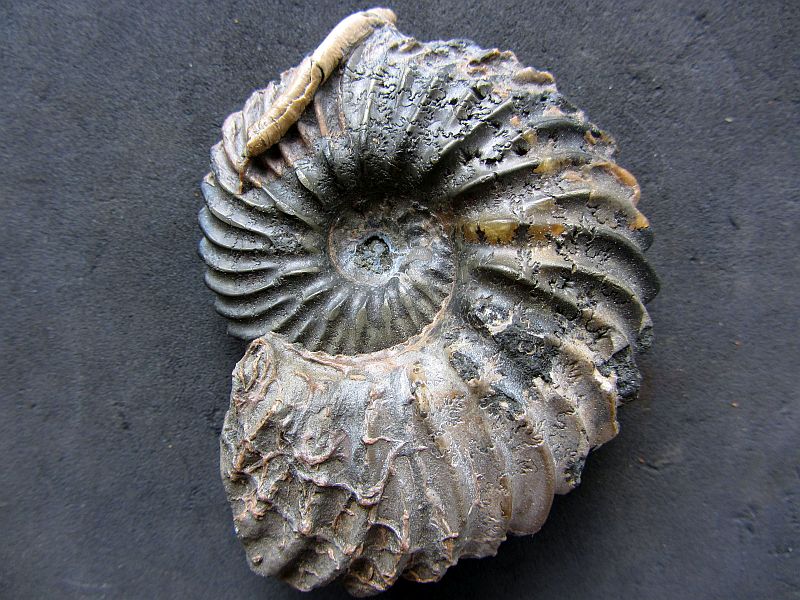 Hoplites dentatus