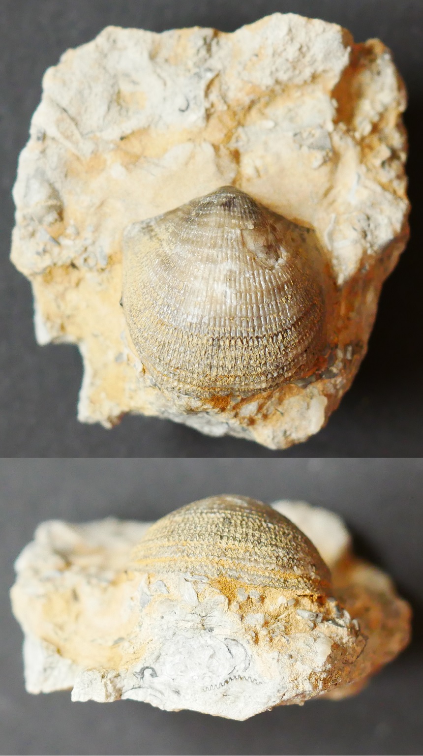 Clitambonites sp.