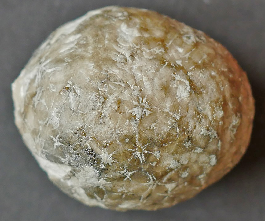 Echinosphaerites aurantium