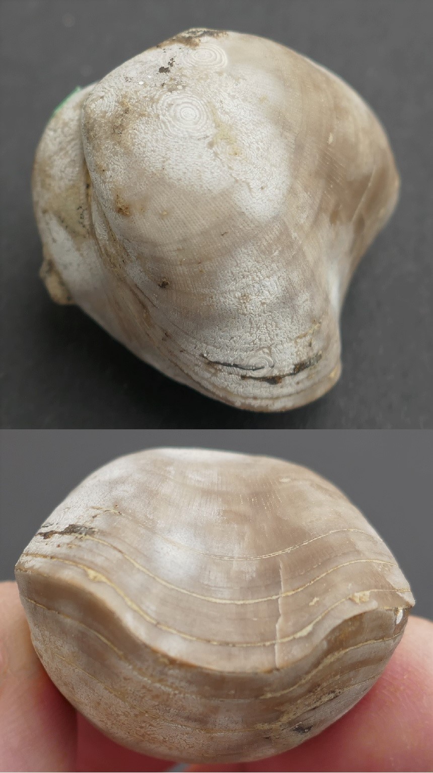 Porambonites sp.