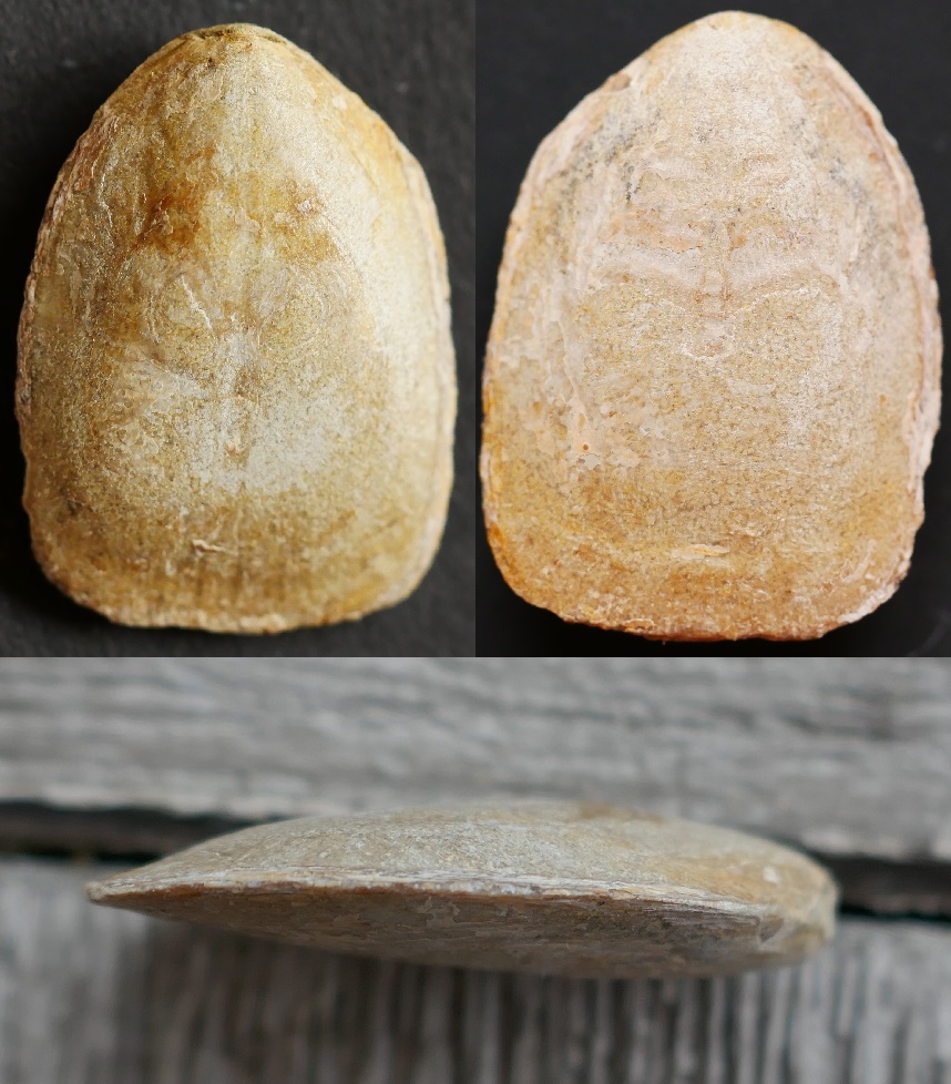 Pseudolingula sp.