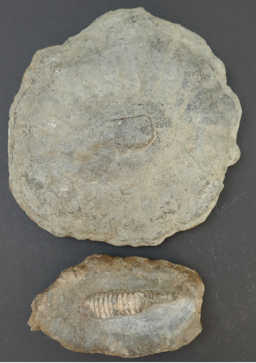 Laotira silurica HUENE, 1904